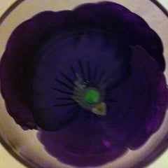 PURPLE PANSY WINE GLASS